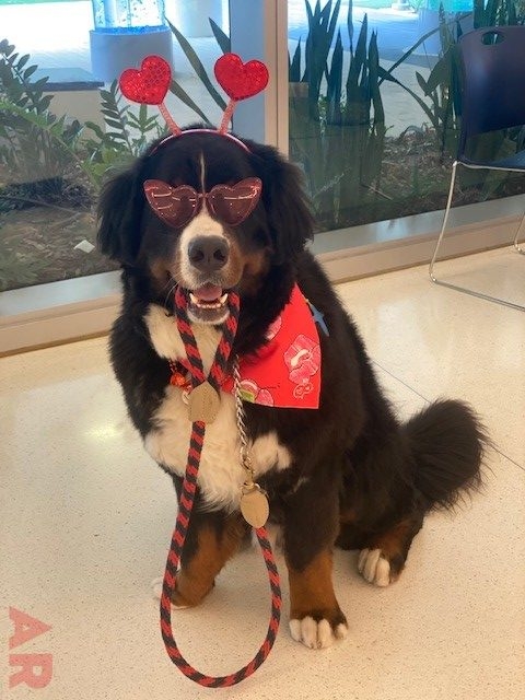 Valentine Celebration at Nicklaus Children’s Hospital Foundation | Ale Ramos Therapy Animals