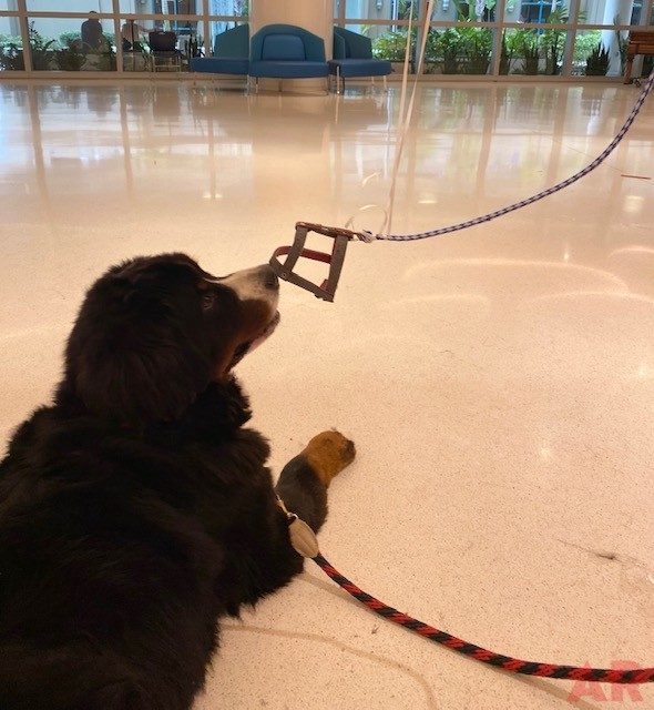 Valentine Celebration at Nicklaus Children’s Hospital Foundation | Ale Ramos Therapy Animals