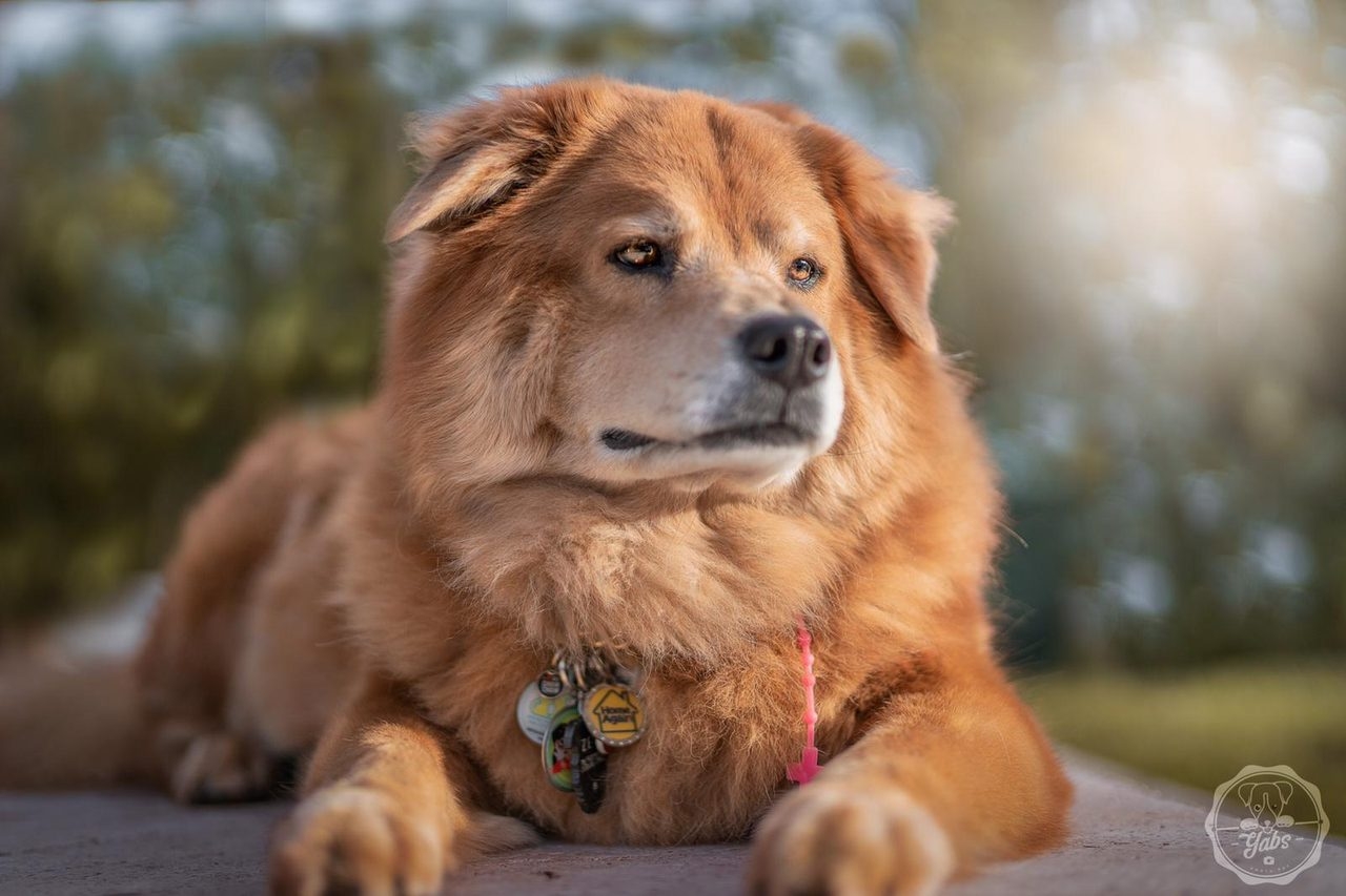 Zeus Love | Ale Ramos Therapy Animals