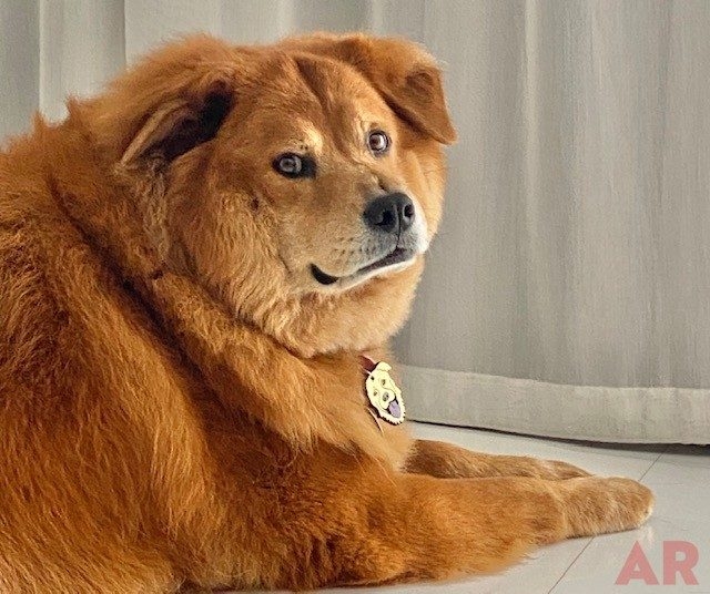Zeus Love | Ale Ramos Therapy Animals