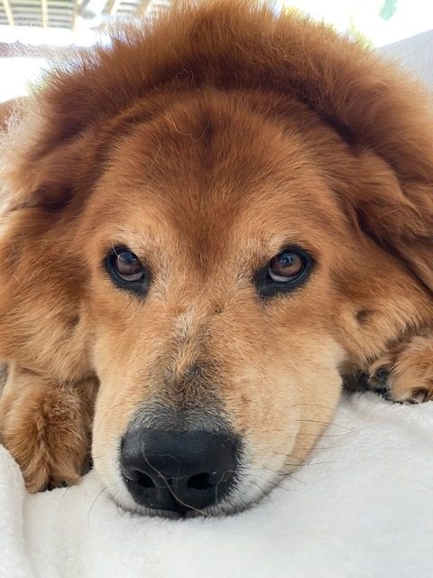 Zeus Love | Ale Ramos Therapy Animals