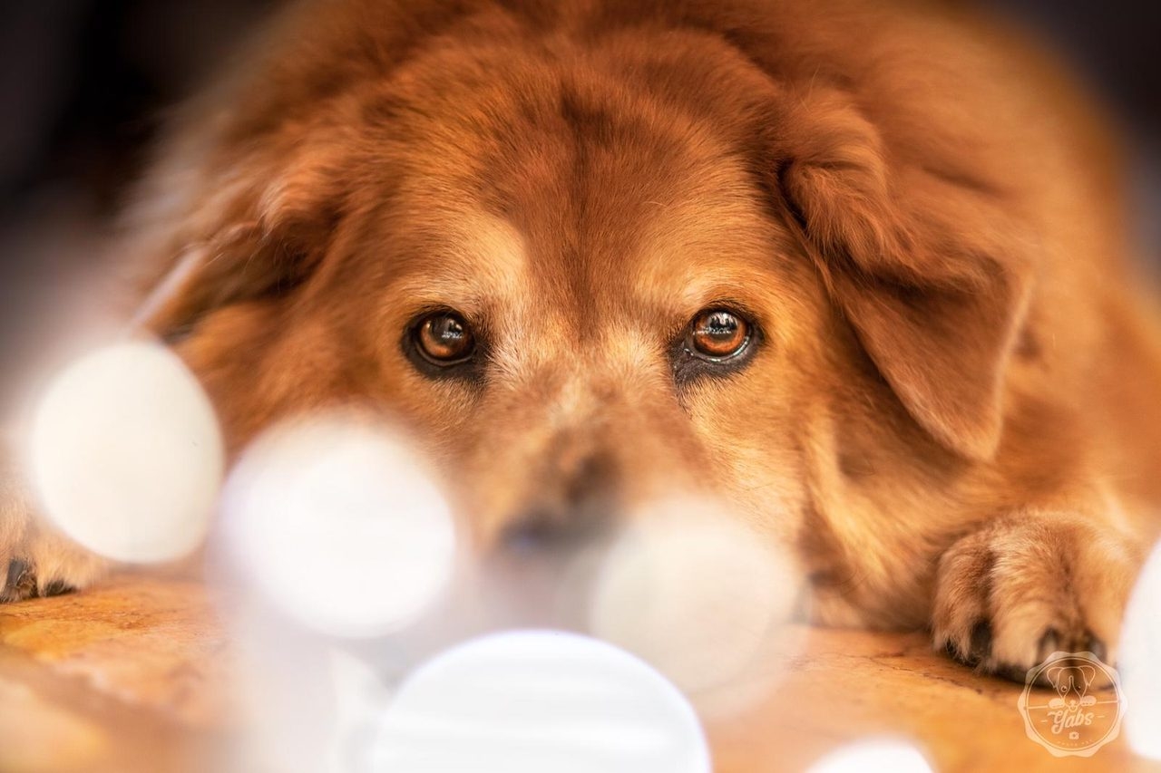 Zeus Love | Ale Ramos Therapy Animals