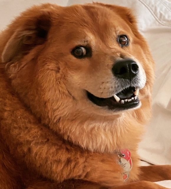 Zeus Love | Ale Ramos Therapy Animals