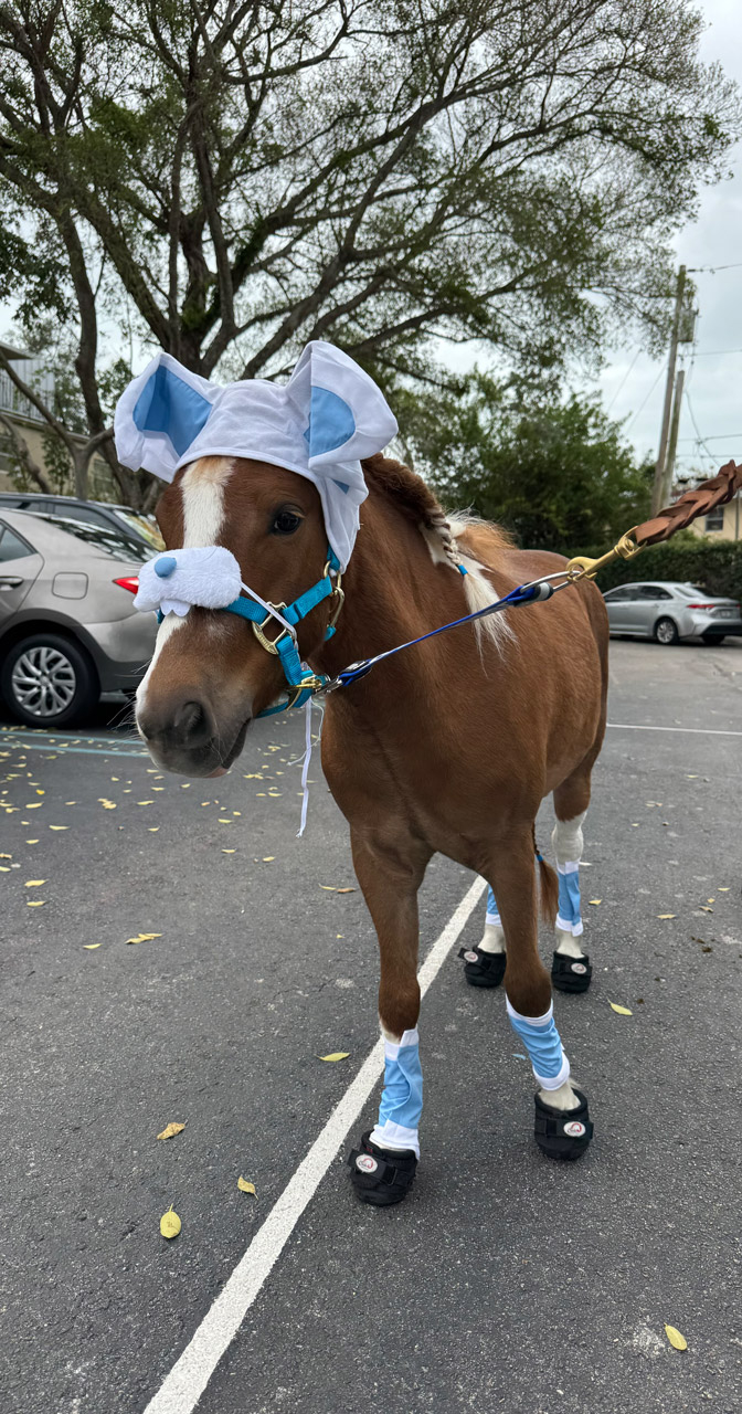 Aguamarina School visit by Pegasus - April 4, 2025 | Ale Ramos Therapy Animals