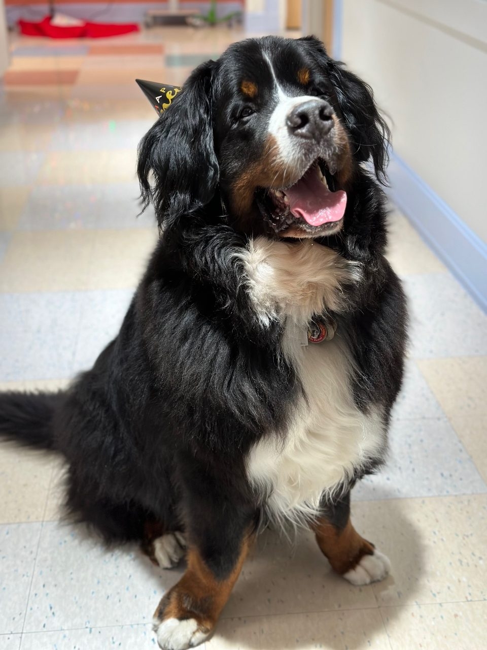 Apollo at Mount Sinai New Year Eve | Ale Ramos Therapy Animals