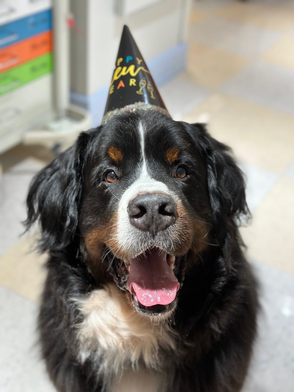 Apollo at Mount Sinai New Year Eve | Ale Ramos Therapy Animals