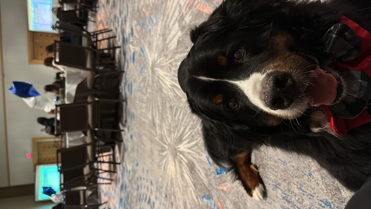Apollo at the Mount Sinai Symposium | Ale Ramos Therapy Animals