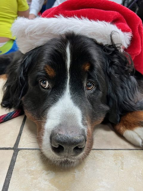 Apollo Christmas visit at Pedikidz | Ale Ramos Therapy Animals