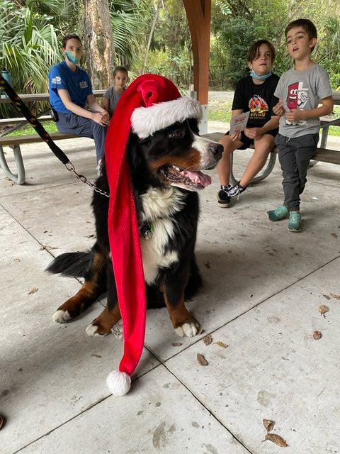 Apollo enjoy the kids at Arch Creek Park for Christmas | Ale Ramos Therapy Animals