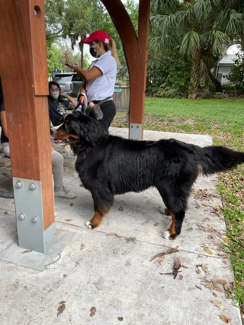 Apollo enjoy the kids at Arch Creek Park for Christmas | Ale Ramos Therapy Animals