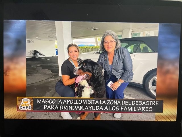 Apollo in Surfside Tragedy | Ale Ramos Therapy Animals