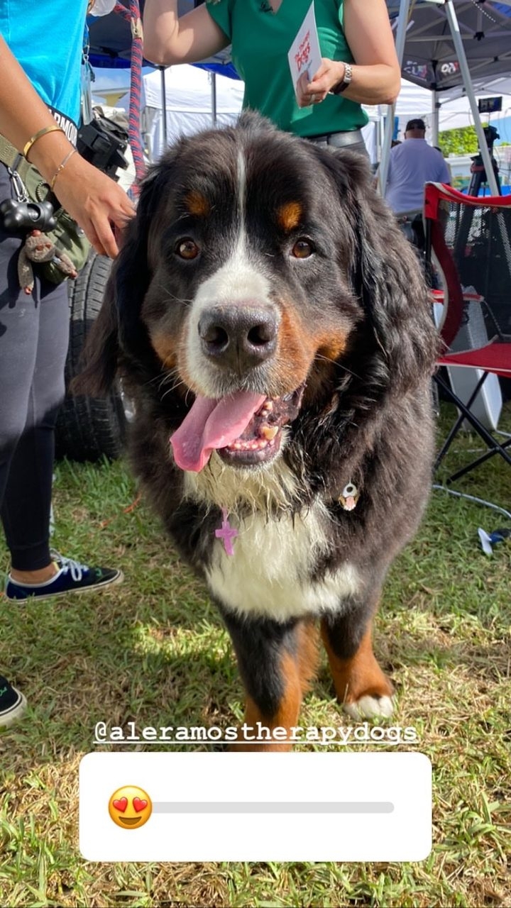 Apollo in Surfside Tragedy | Ale Ramos Therapy Animals