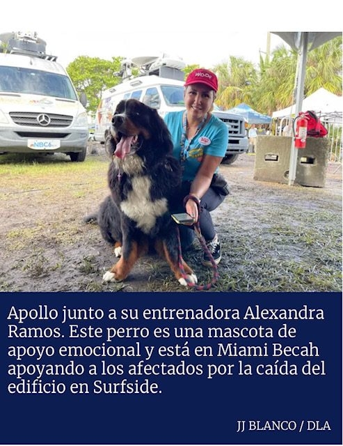 Apollo in Surfside Tragedy | Ale Ramos Therapy Animals