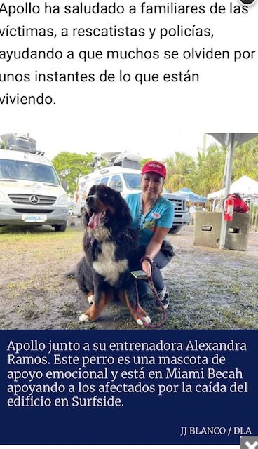 Apollo in Surfside Tragedy | Ale Ramos Therapy Animals