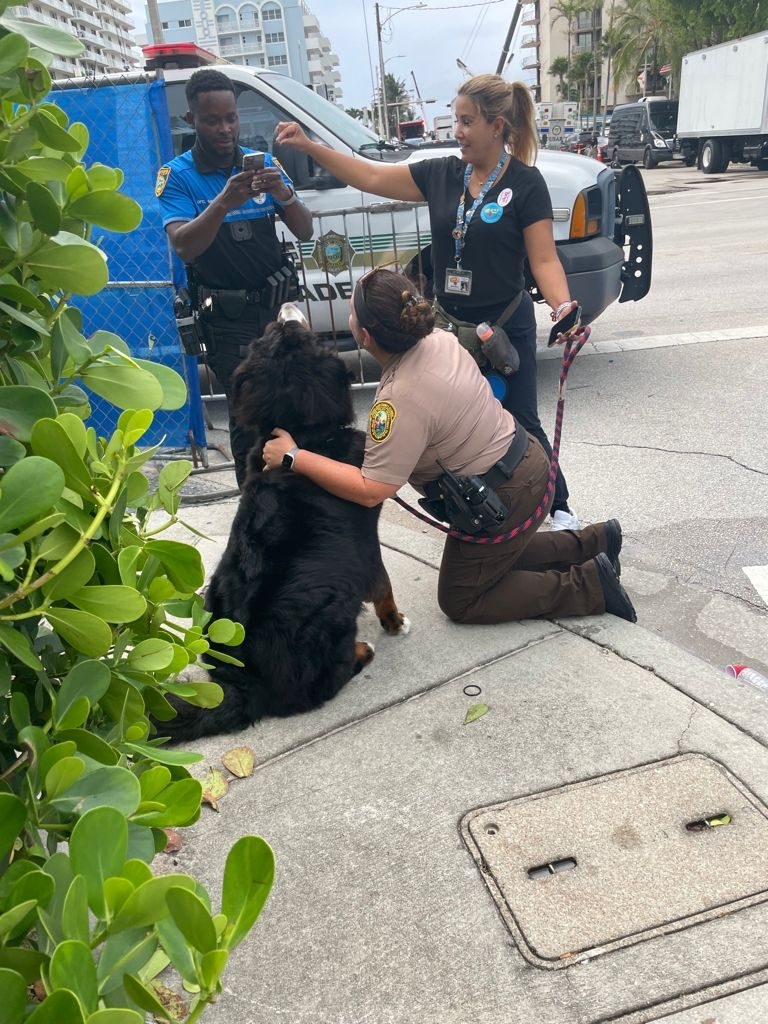 Apollo in Surfside Tragedy | Ale Ramos Therapy Animals