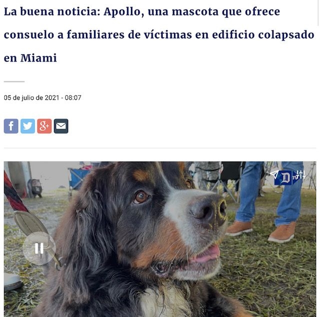 Apollo in Surfside Tragedy | Ale Ramos Therapy Animals