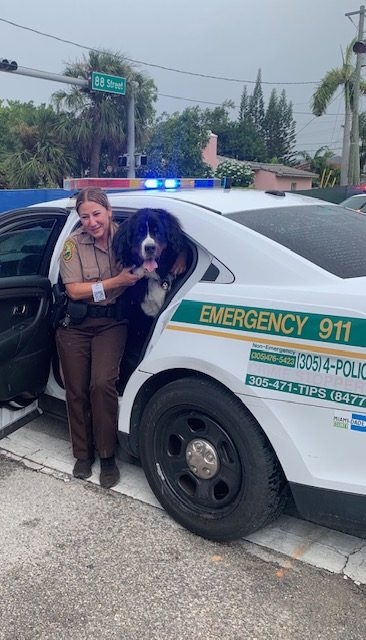 Apollo in Surfside Tragedy | Ale Ramos Therapy Animals