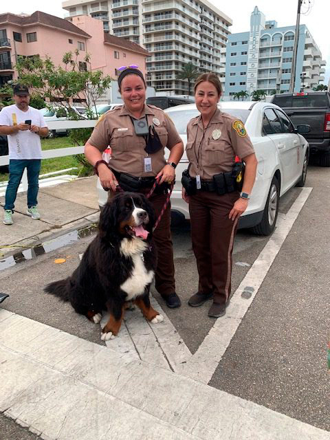 Apollo in Surfside Tragedy | Ale Ramos Therapy Animals
