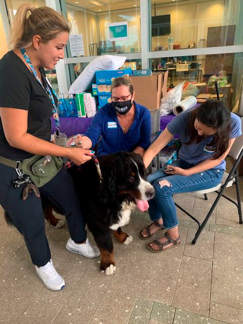 Apollo in Surfside Tragedy | Ale Ramos Therapy Animals