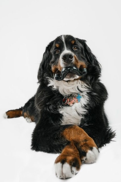 Apollo Love | Ale Ramos Therapy Animals