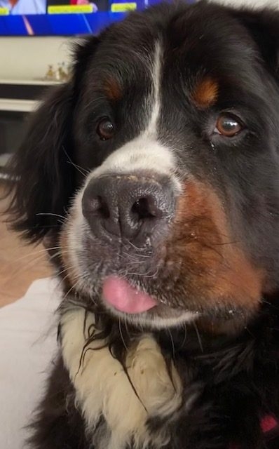 Apollo Love | Ale Ramos Therapy Animals