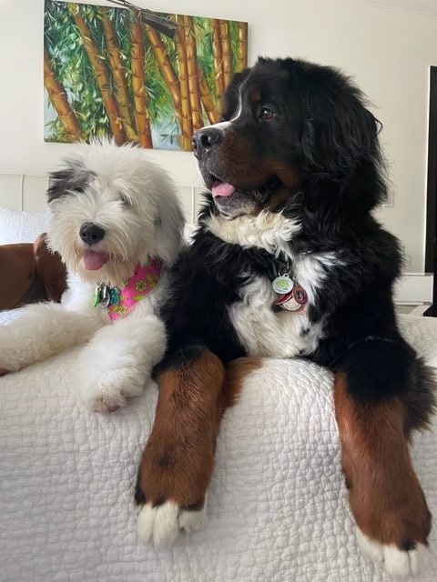 Apollo Love | Ale Ramos Therapy Animals