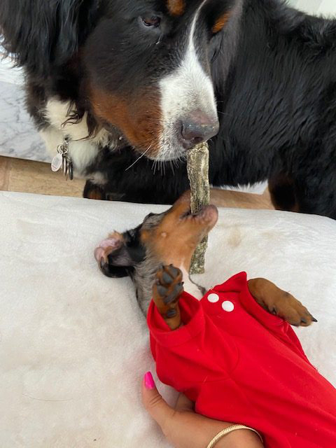 Apollo Love | Ale Ramos Therapy Animals