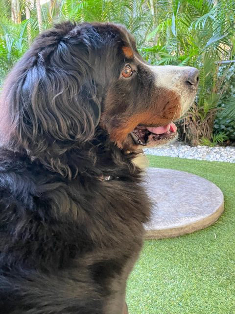 Apollo Love | Ale Ramos Therapy Animals