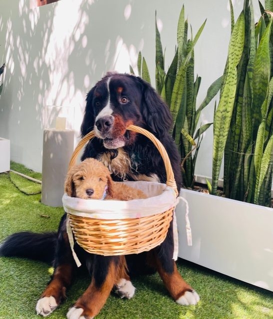 Apollo Love | Ale Ramos Therapy Animals