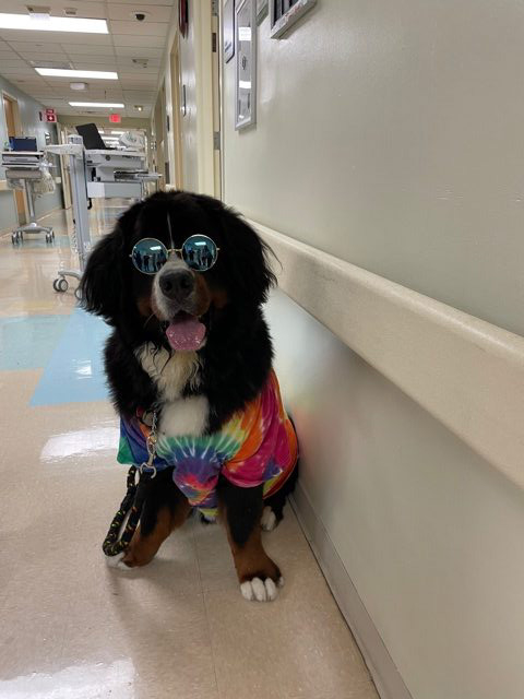 Apollo Love | Ale Ramos Therapy Animals