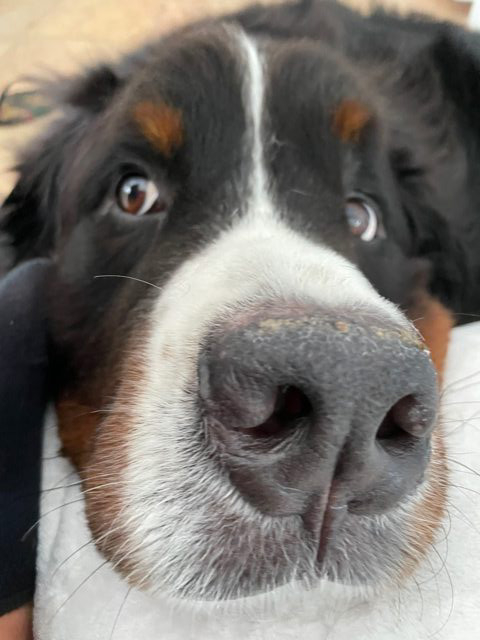 Apollo Love | Ale Ramos Therapy Animals