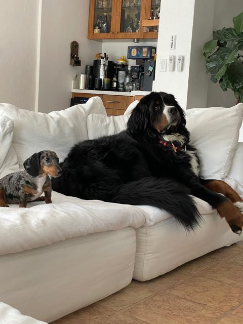 Apollo Love | Ale Ramos Therapy Animals