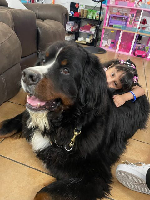 Apollo Love | Ale Ramos Therapy Animals