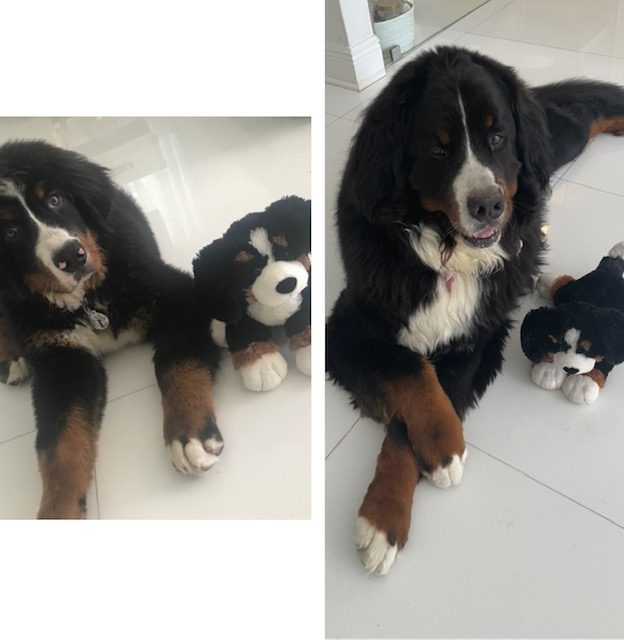 Apollo Love | Ale Ramos Therapy Animals