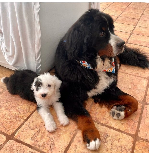 Apollo Love | Ale Ramos Therapy Animals