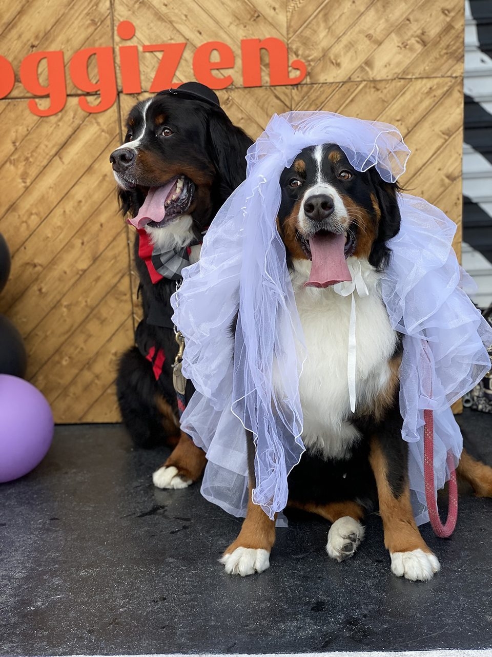 Apollo Love | Ale Ramos Therapy Animals