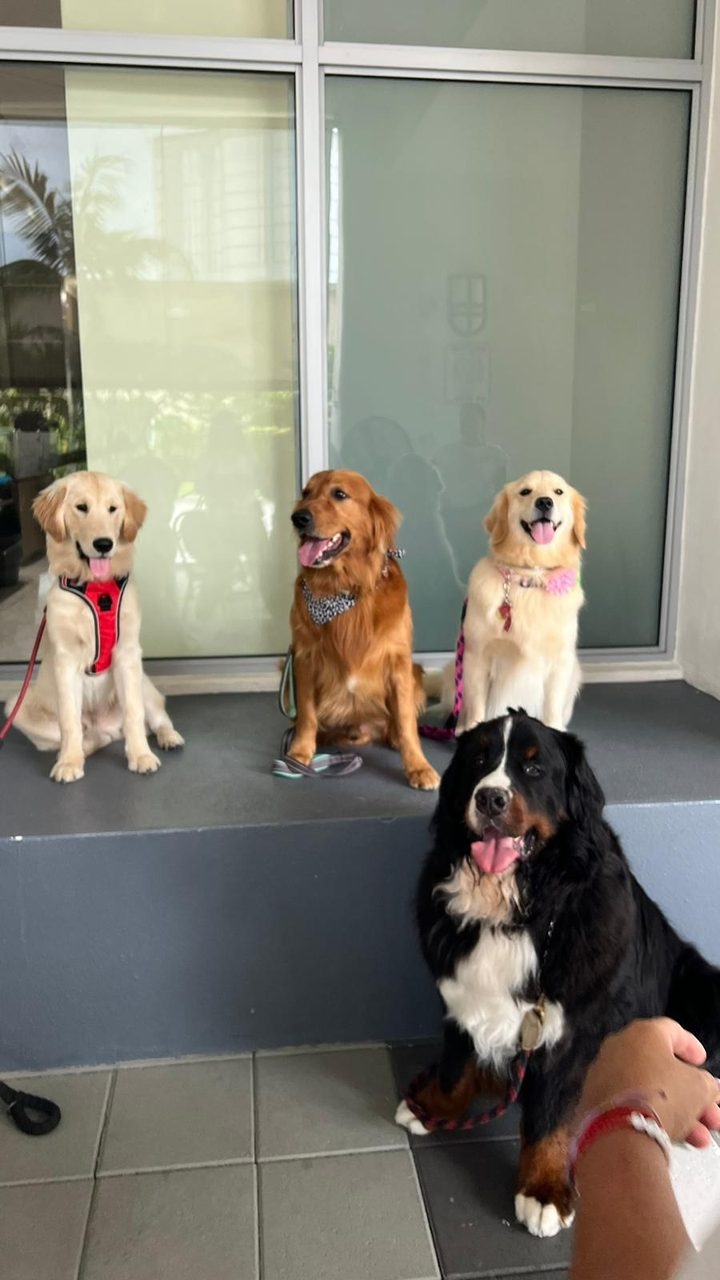  Oct 1, 2022 | Ale Ramos Therapy Animals