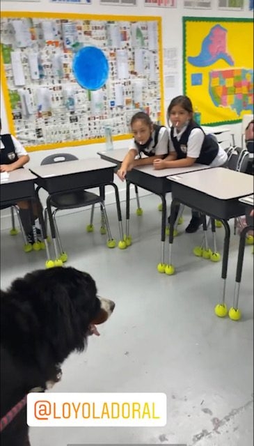 Apollo visits Loyola School | Ale Ramos Therapy Animals