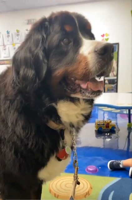 Apollo visits Loyola School | Ale Ramos Therapy Animals