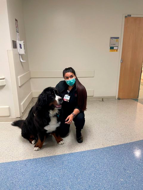 Apollo visits Mercy Hospital | Ale Ramos Therapy Animals
