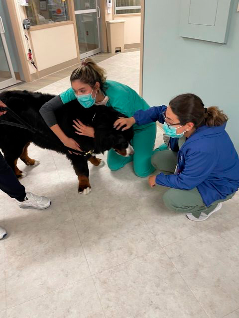 Apollo visits Mercy Hospital | Ale Ramos Therapy Animals