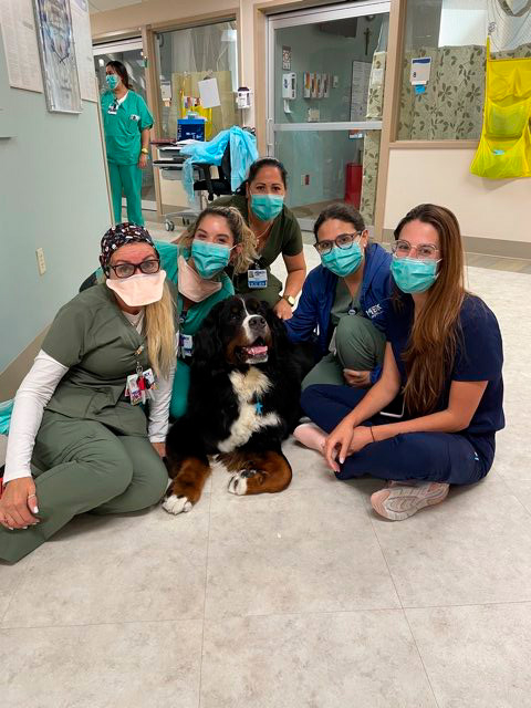 Apollo visits Mercy Hospital | Ale Ramos Therapy Animals
