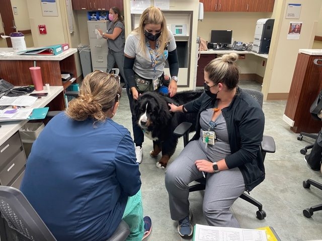 Apollo visits Mercy Hospital | Ale Ramos Therapy Animals
