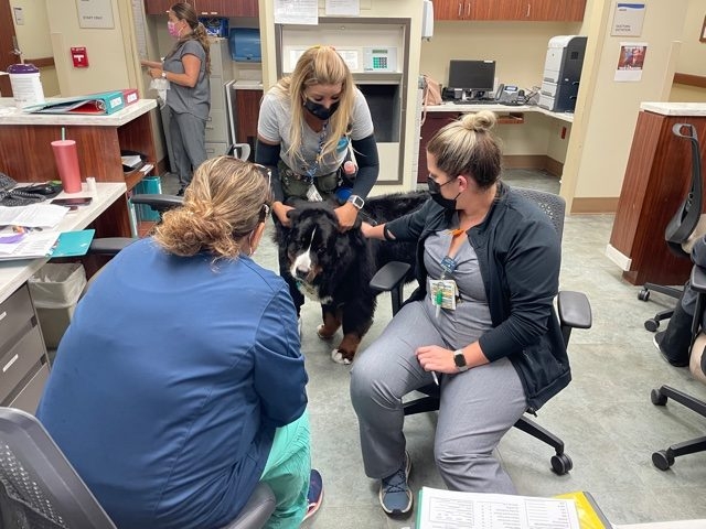 Apollo visits Mercy Hospital | Ale Ramos Therapy Animals