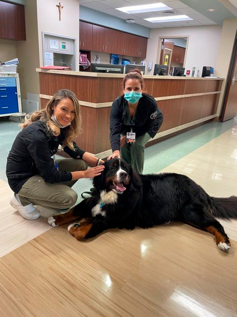 Apollo visits Mercy Hospital | Ale Ramos Therapy Animals