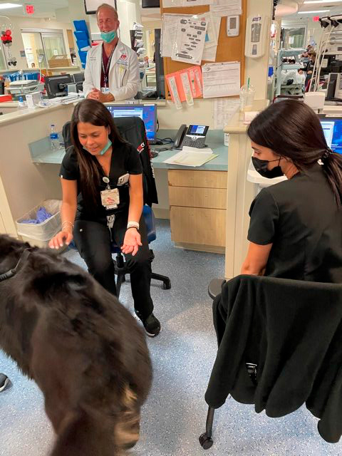 Apollo visits Mercy Hospital | Ale Ramos Therapy Animals