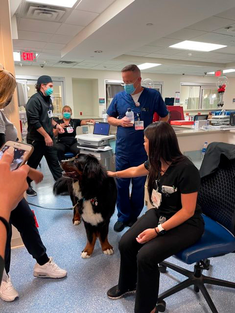 Apollo visits Mercy Hospital | Ale Ramos Therapy Animals