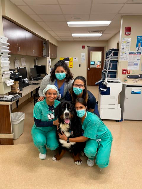 Apollo visits Mercy Hospital | Ale Ramos Therapy Animals