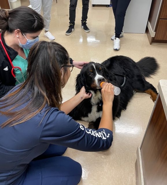 Apollo visits Mercy Hospital | Ale Ramos Therapy Animals