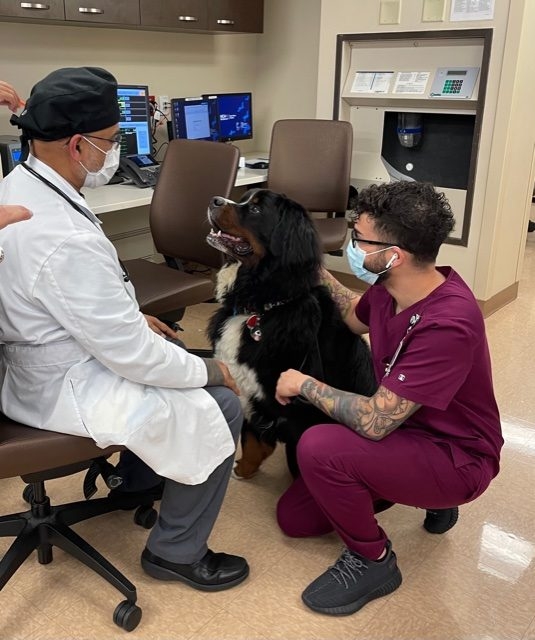Apollo visits Mercy Hospital | Ale Ramos Therapy Animals